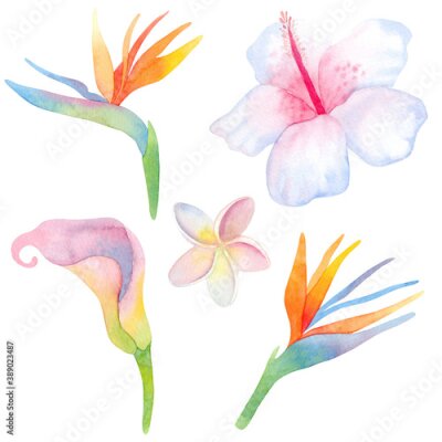 Papier peint  Watercolor illustration set. Strelitzia, plumeria, hibiscus, lily. Tropical plants. Exotic flowers. Isolated.