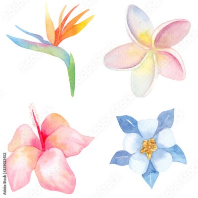 Papier peint  Watercolor illustration set. Strelitzia, plumeria, hibiscus. Tropical plants. Exotic flowers. Isolated.