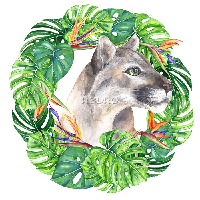 Papier peint  Watercolor illustration wild cat puma in a wreath of tropical leaves, monstera, strelitzia flowers, bright, multicolor isolated on a transparent background
