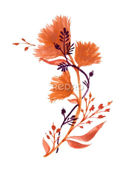 Papier peint  Watercolor illustration with realistic branch of strelitzia. Bird of paradise flower painted in watercolor. Botanical illustration.