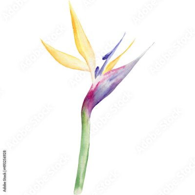 Papier peint  Watercolor illustration with strelitzia on white background