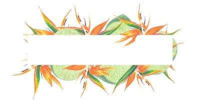 Papier peint  Watercolor isolated illustration of Strelitzia and leaves, lime, tropical flower composition on a white background
