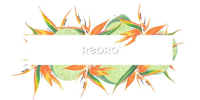 Papier peint  Watercolor isolated illustration of Strelitzia and leaves, lime, tropical flower composition on a white background