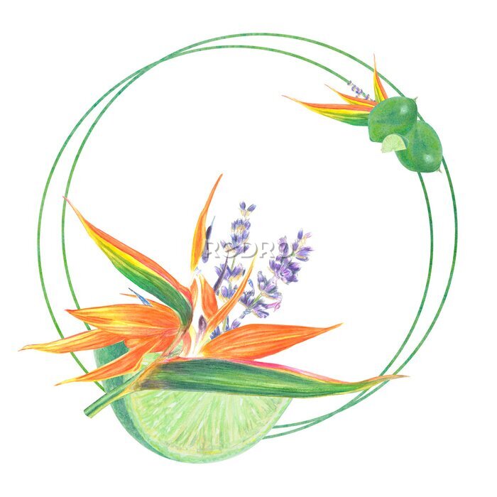 Papier peint  Watercolor isolated illustration of Strelitzia, lavender, lime and leaves, tropical flower composition on a white background