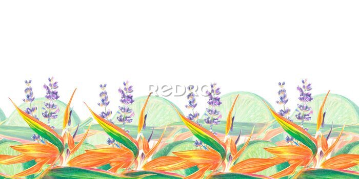 Papier peint  Watercolor isolated illustration of Strelitzia reginae and leaves, lavender, lime, tropical flower composition on a white background