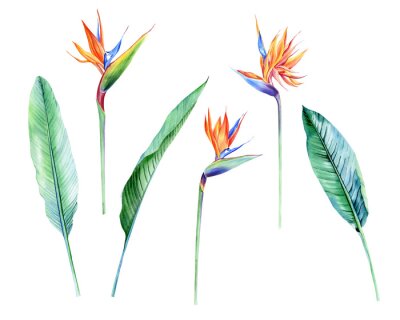 Papier peint  Watercolor isolated tropical flowers and leaves - banana, palm , strelitzia. Great for Hawaii wedding, beach party, tropical wedding invites