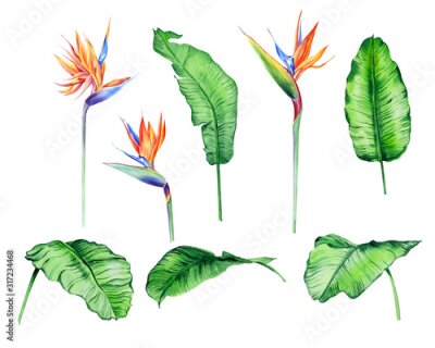 Papier peint  Watercolor isolated tropical flowers and leaves - banana, palm , strelitzia. Great for Hawaii wedding, beach party, tropical wedding invites