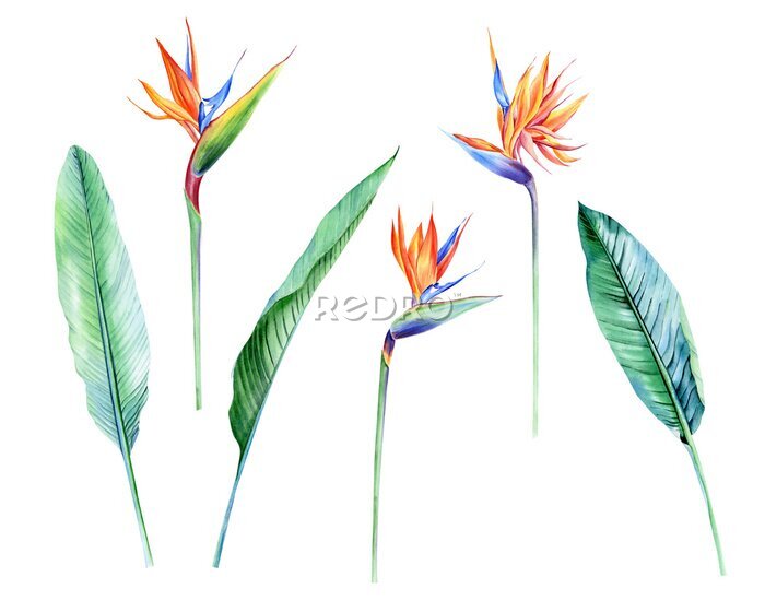 Papier peint  Watercolor isolated tropical flowers and leaves - banana, palm , strelitzia. Great for Hawaii wedding, beach party, tropical wedding invites