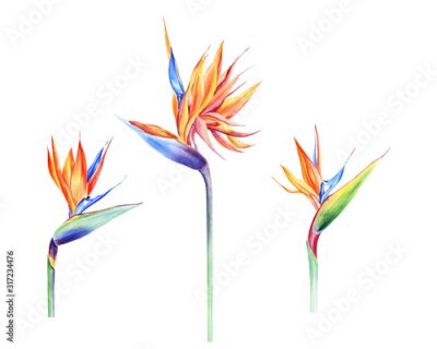 Papier peint  Watercolor isolated tropical flowers, strelitzia. Great for Hawaii wedding, beach party, tropical wedding invites