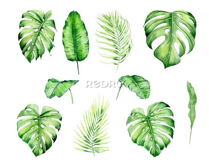 Papier peint  Watercolor isolated tropival leaves - monstera, banana, palm , strelitzia. Great for Hawaii wedding, beach party, tropical wedding invites