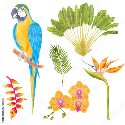 Papier peint  Watercolor marker tropical bird, trees, flowers and leaves. Macaw parrot bird, orchid flowers, areca palm, heliconia flower, strelitzia. Cololful tropic background isolated on white