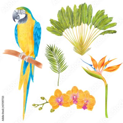 Papier peint  Watercolor marker tropical bird, trees, flowers and leaves. Macaw parrot bird, orchid flowers, areca palm, heliconia flower, strelitzia. Cololful tropic background isolated on white