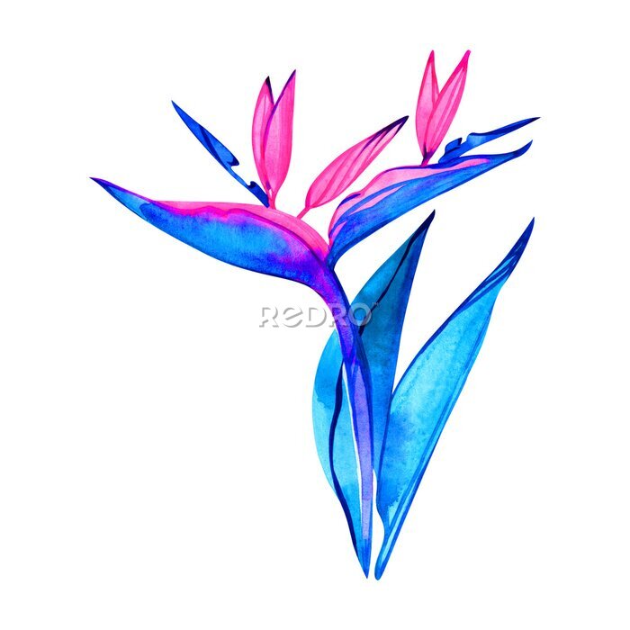 Papier peint  Watercolor neon strelitzia. Illustration with tropical jungle strelitzia flowers.