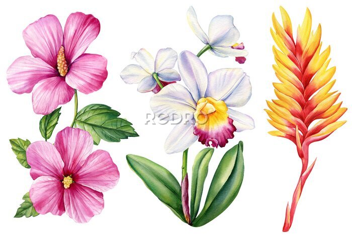 Papier peint  Watercolor orchid, hibiscus and heliconia. Botanical painting, floral illustration. Exotic flowers. 