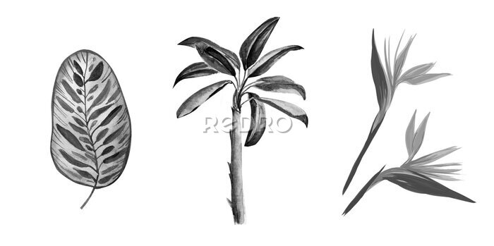 Papier peint  Watercolor painting of tropical art illustration