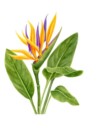 Papier peint  Watercolor painting with strelitzia, paradise bird flower and  leaves isolated on white background. Botanical art.