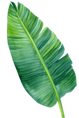 Papier peint  watercolor Palm leaf on isolated white, botanical painting, summer tropical element. strelitzia