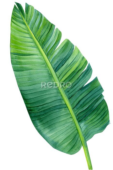 Papier peint  watercolor Palm leaf on isolated white, botanical painting, summer tropical element. strelitzia