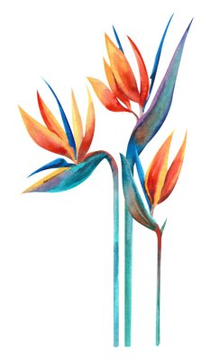 Papier peint  Watercolor plant. Strelitzia several flowers on a white background