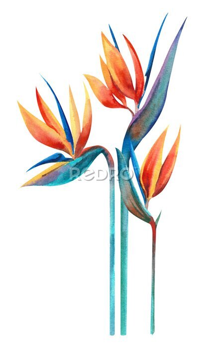 Papier peint  Watercolor plant. Strelitzia several flowers on a white background