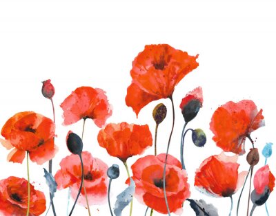 Papier peint  Watercolor red poppies. Composition of red poppies on a white background
