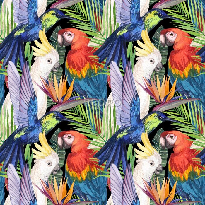 Papier peint  Watercolor seamless pattern with birds in the tropics. Cockatoo parrot, Macaw, hummingbird in tropical jungle with strelitzia flower. Print for design and decoration