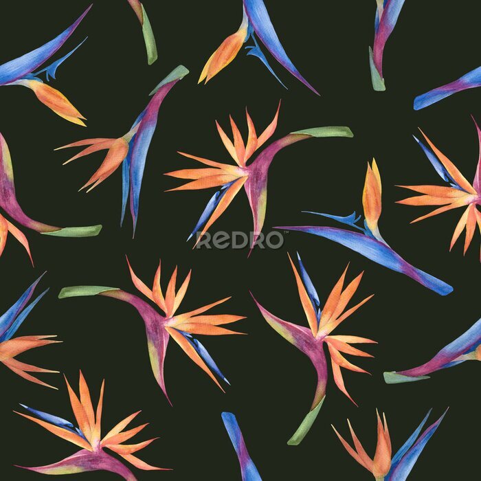 Papier peint  Watercolor seamless pattern with strelitzia colors on a black background.