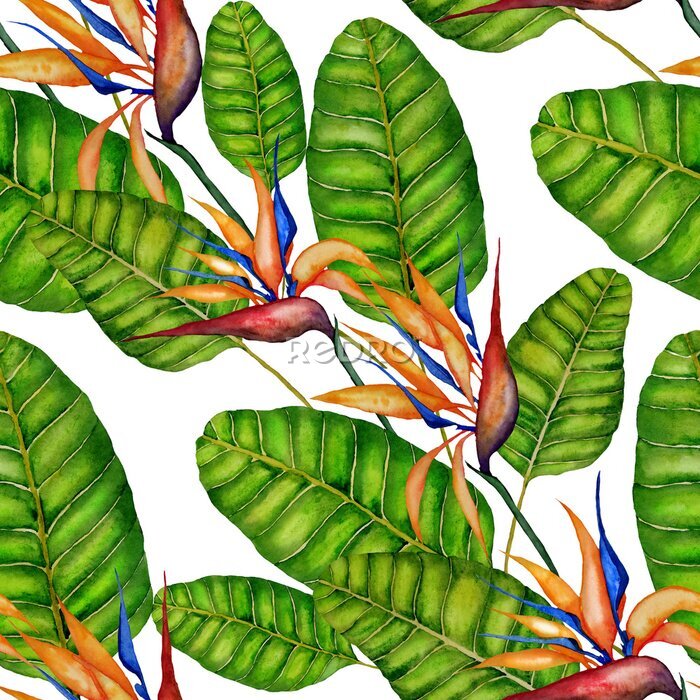 Papier peint  Watercolor seamless pattern with strelitzia reginae. Tropical floral print with birds of paradise. Beautiful allover summer print with hand drawn exotic plants. Swimwear botanical design. 