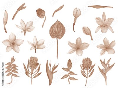 Papier peint  Watercolor set of Boho tropical flowers, exotic flowers, orchid, plumeria, protea, heliconia, anthurium, strelitzia.