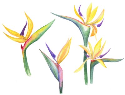 Papier peint  watercolor  set of colorful Strelitzia flowers isolated on white
