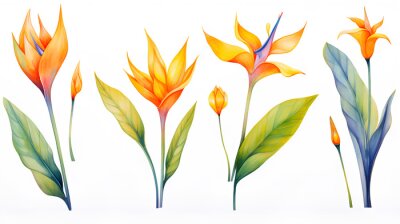 Papier peint  watercolor set of different colorful strelitzia