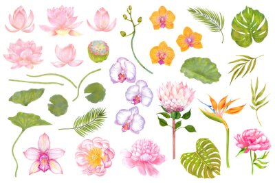 Papier peint  Watercolor set of flowers and plants. Lotus, peony, orchid, strelitzia, protea flowers. Monstera leaf, bamboo leaf, areca palm.