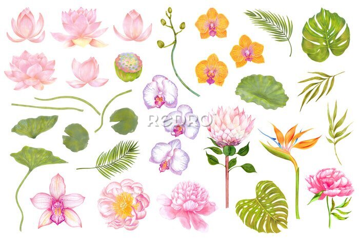 Papier peint  Watercolor set of flowers and plants. Lotus, peony, orchid, strelitzia, protea flowers. Monstera leaf, bamboo leaf, areca palm.