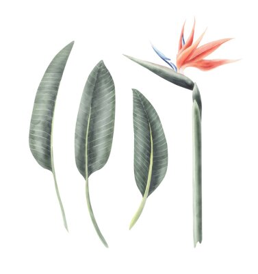 Papier peint  Watercolor set of illustrations with strelitzia isolated on a transparent background.