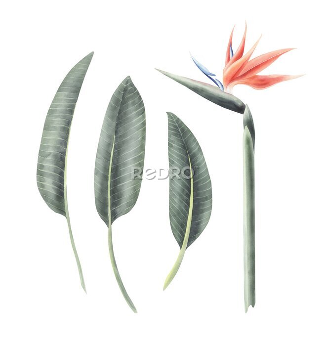 Papier peint  Watercolor set of illustrations with strelitzia isolated on a transparent background.