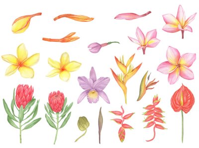 Papier peint  Watercolor set of tropical flowers, exotic flowers, orchid, plumeria, protea, heliconia, anthurium, strelitzia.
