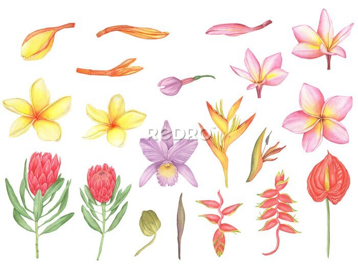 Papier peint  Watercolor set of tropical flowers, exotic flowers, orchid, plumeria, protea, heliconia, anthurium, strelitzia.