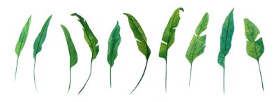 Papier peint  Watercolor set of tropical leaves of strelitzia isolated on white background. Bright illustration for decoration of room, fabric or textile, postcard, for design of wreath, pattern, frame.