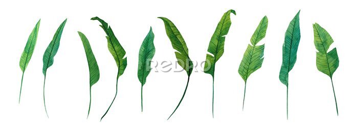 Papier peint  Watercolor set of tropical leaves of strelitzia isolated on white background. Bright illustration for decoration of room, fabric or textile, postcard, for design of wreath, pattern, frame.