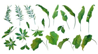 Papier peint  Watercolor set of tropical leaves of strelitzia, schefflera isolated on white background. Bright illustration for decoration of room, fabric or textile, postcard, for design of wreath, pattern, frame.