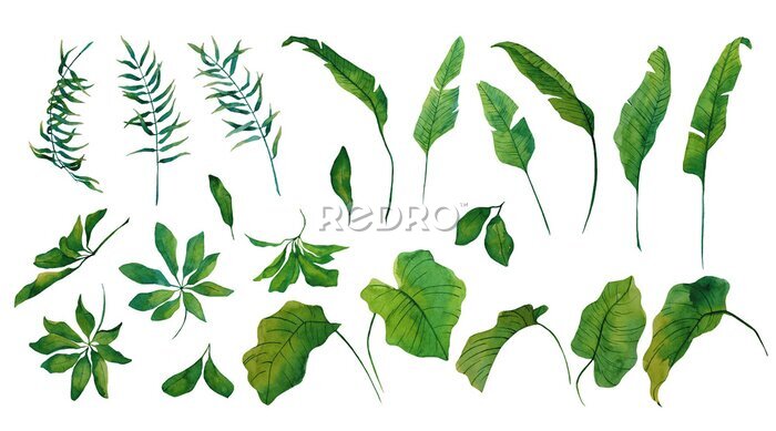 Papier peint  Watercolor set of tropical leaves of strelitzia, schefflera isolated on white background. Bright illustration for decoration of room, fabric or textile, postcard, for design of wreath, pattern, frame.