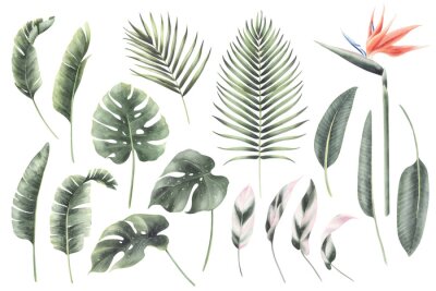 Papier peint  Watercolor set of tropical plants isolated. Hand painted palm leaf, monstera leaf and strelitzia.