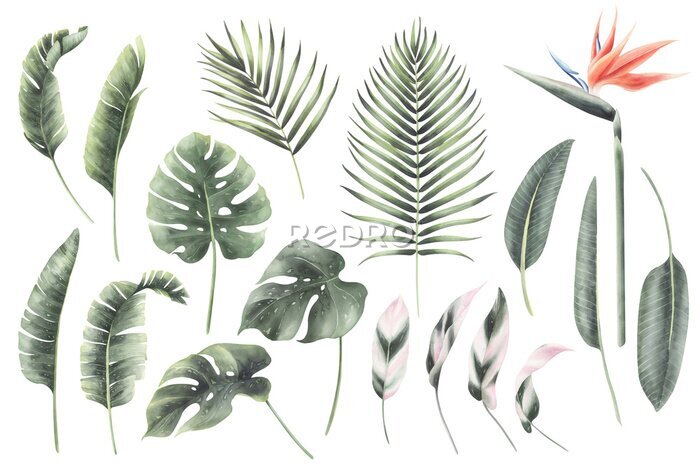 Papier peint  Watercolor set of tropical plants isolated. Hand painted palm leaf, monstera leaf and strelitzia.