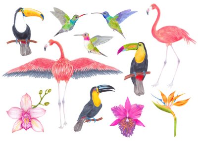 Papier peint  Watercolor set tropical bird, flowers and leaves. Toucan flamingo colibri birds, orchid flowers, strelitzia flower. Cololful tropic background isolated on white.