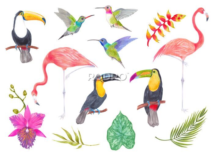 Papier peint  Watercolor set tropical bird, flowers and leaves. Toucan flamingo colibri birds, orchid flowers, strelitzia flower. Cololful tropic background isolated on white.