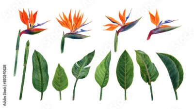 Papier peint  Watercolor strelitzia and greenery. Hand drawn plant of bird of paradise. Colorful flowers