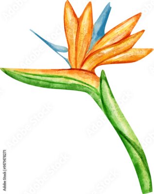 Papier peint  watercolor strelitzia flower
