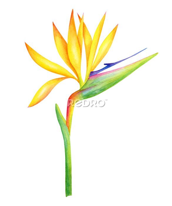 Papier peint  Watercolor Strelitzia flower botanical illustration. Hand painted Bird of Paradise plant isolated on white background. Bright crane flower with yellow petals for cards, decoration.