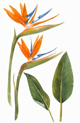 Papier peint  Watercolor strelitzia flowers illustration