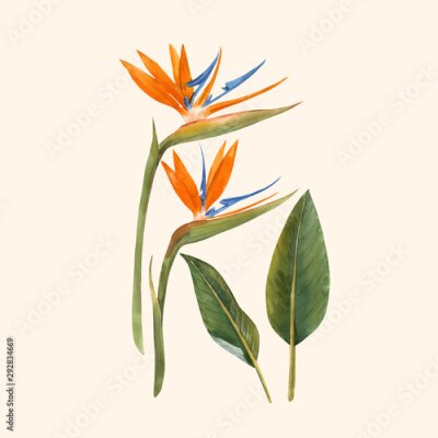 Papier peint  Watercolor strelitzia flowers vector illustration